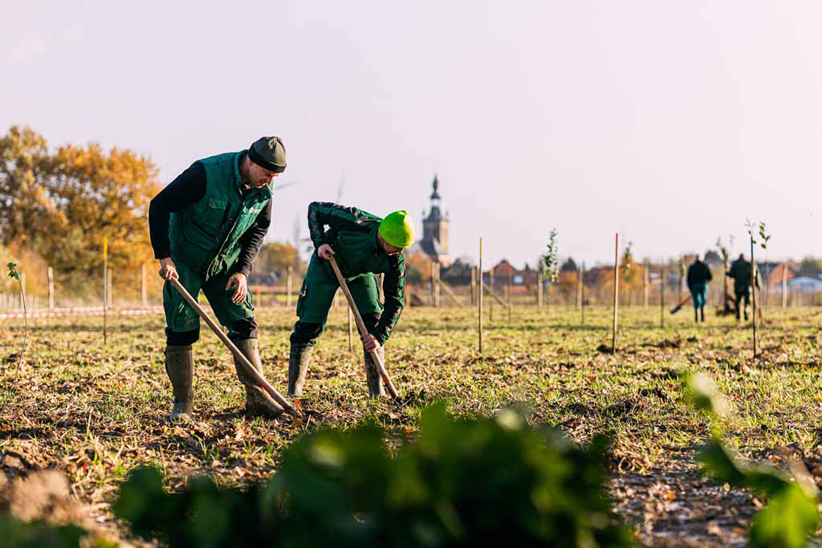 Twee mannen planten een boom